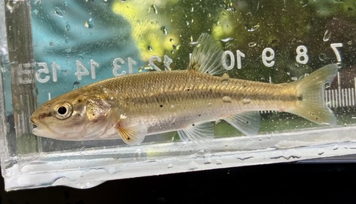 Creek Chub