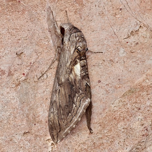 Five-spotted Hawk Moth