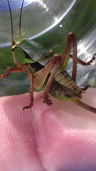 Psorodonotus