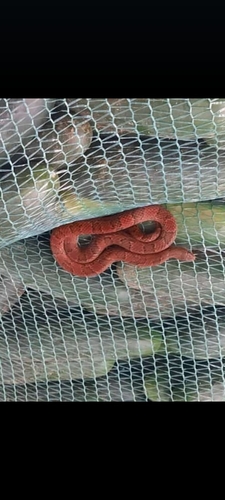 Degenhardt's Scorpion-eating Snake, Stenorrhina degenhardtii