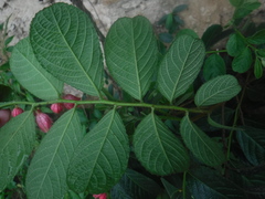 Magnoliopsida