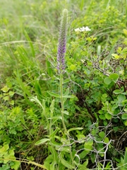 Veronica porphyriana