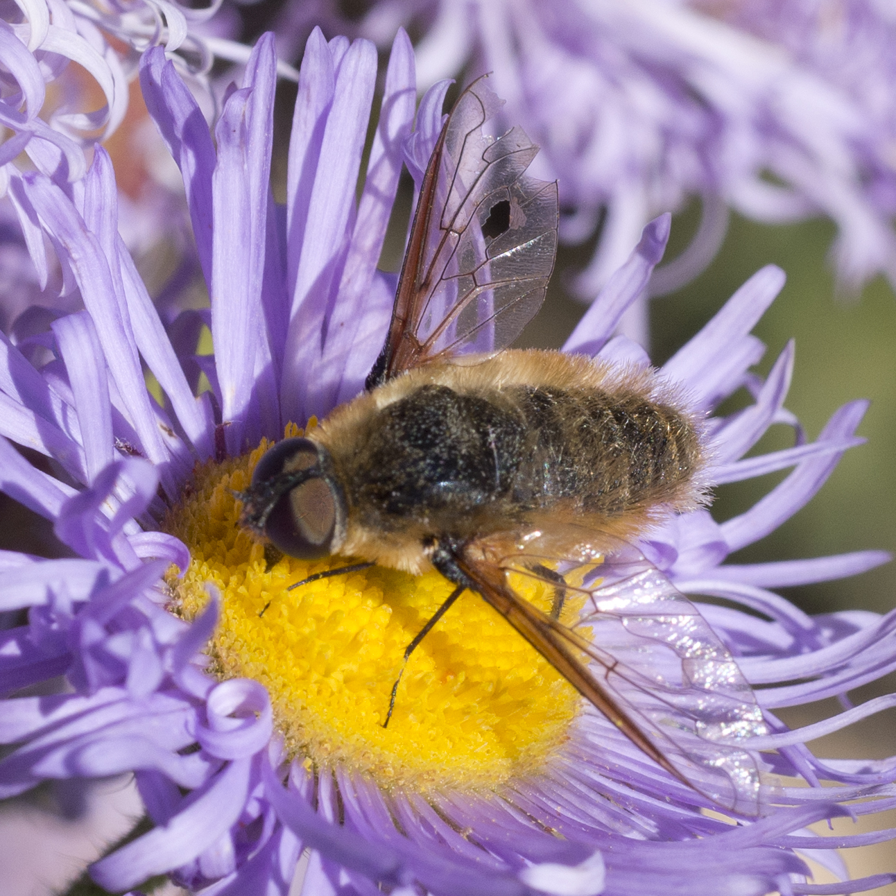 Tawny-tailed bee fly resting upon a flower with a yellow centre and purple petals