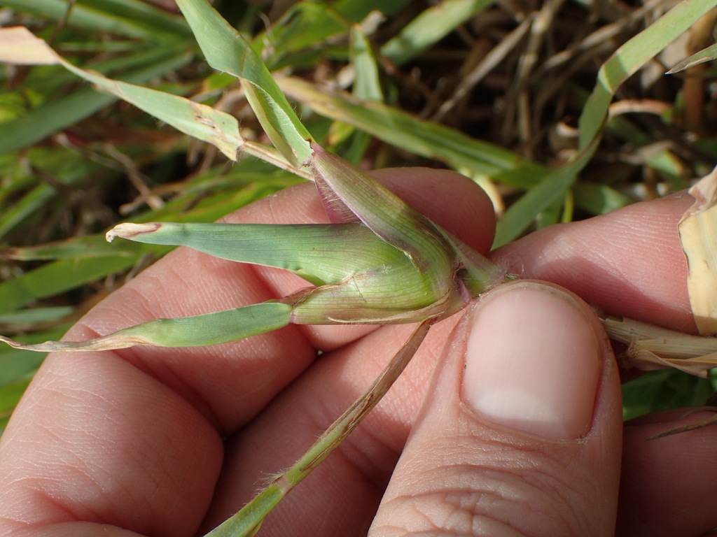 Edestochilus allioides