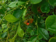 Fabaceae