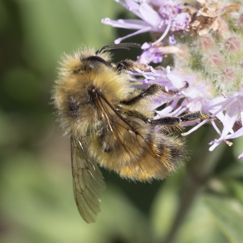 Yellow-fronted Bumble Bee photo 5