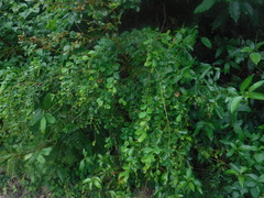 Fabaceae