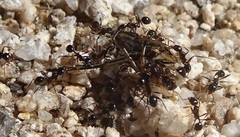Pheidole rhea