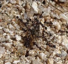 Pheidole rhea