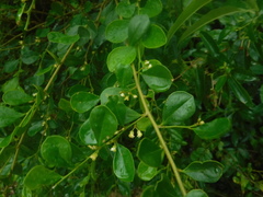 Fabaceae