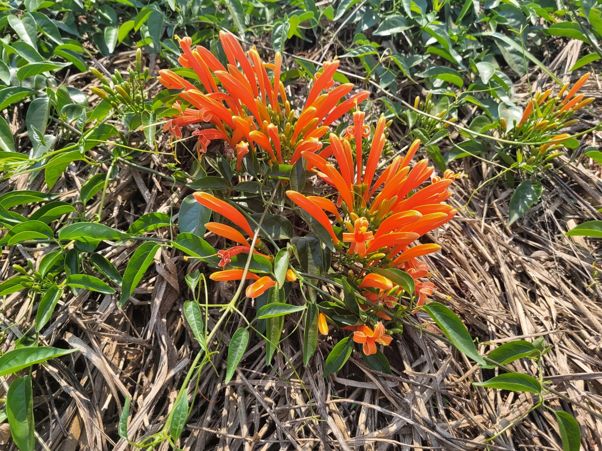 Pyrostegia venusta