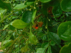 Fabaceae