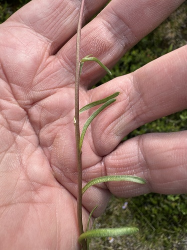 Image of Oreostemma alpigenum by no rights reserved