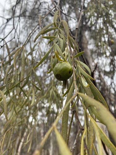 Image of Santalum murrayanum by (c) Enrica Longo, some rights reserved (CC BY)