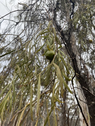 Image of Santalum murrayanum by (c) Enrica Longo, some rights reserved (CC BY)