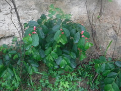 Magnoliopsida
