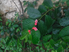 Magnoliopsida