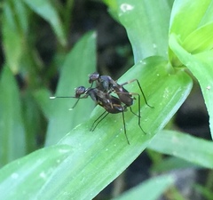 Taeniaptera trivittata