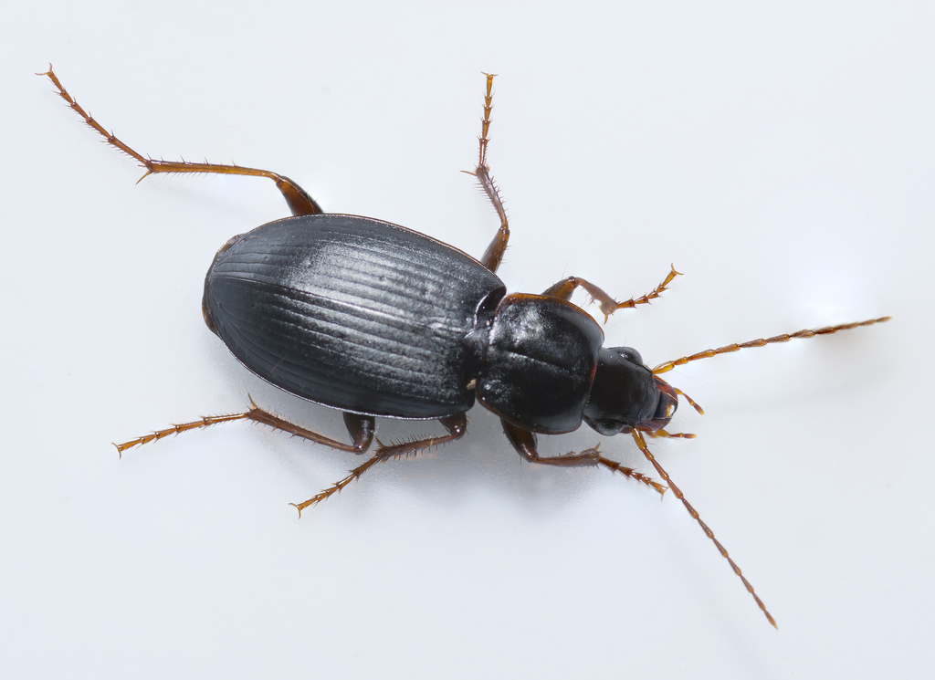 Calathus rotundicollis