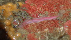 Eusyllis