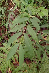 Callicarpa tikusikensis, photograph (c) 如此甚好, some rights reserved (CC BY)