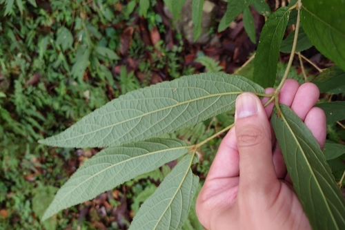 Callicarpa tikusikensis, photograph 6