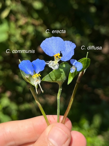 Commelina communis iNat (1)