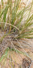 Lomandra leucocephala