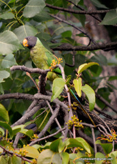 Psittacula himalayana