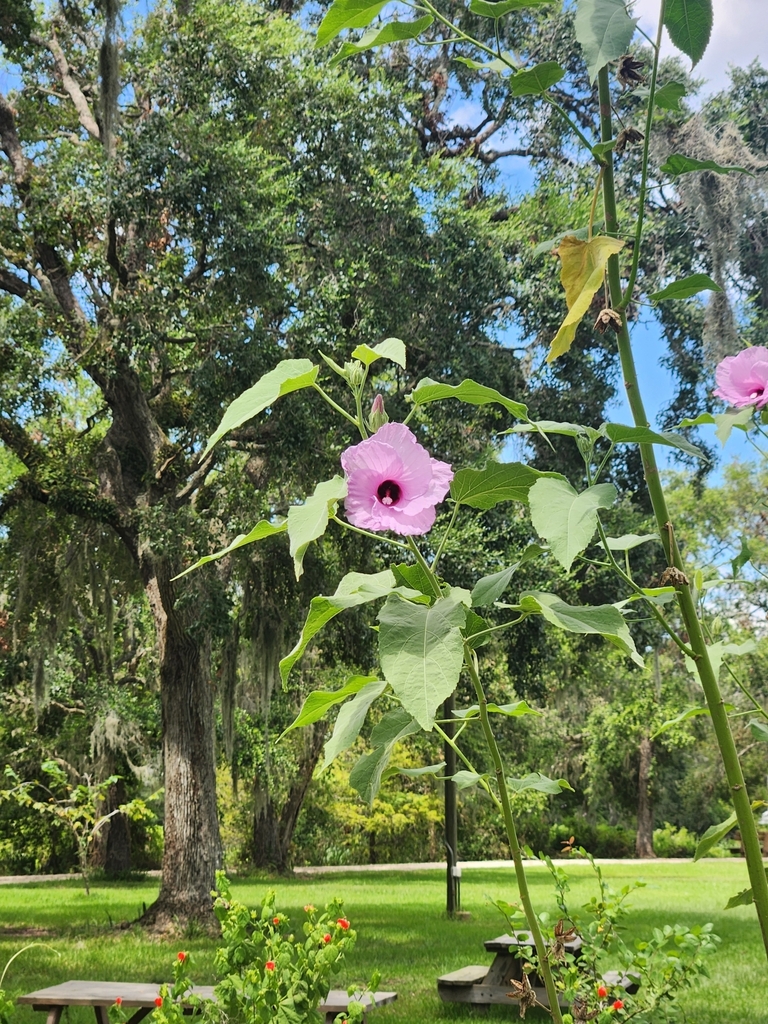 dicots from Gulf Coast Bird Observatory on August 17, 2024 at 12:40 PM ...