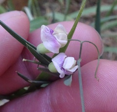 Lathyrus graminifolius