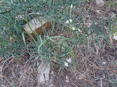 Lathyrus graminifolius