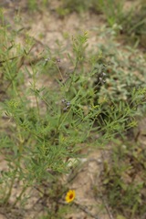 Pediomelum linearifolium