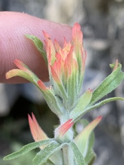 Castilleja linariifolia