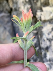 Castilleja linariifolia