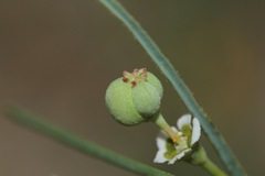 Euphorbia wrightii