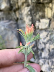 Castilleja linariifolia