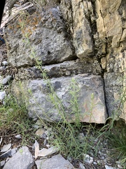 Castilleja linariifolia