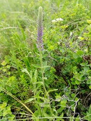 Veronica porphyriana