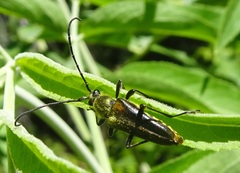 Lepturobosca