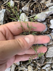 Descurainia californica