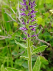 Veronica porphyriana