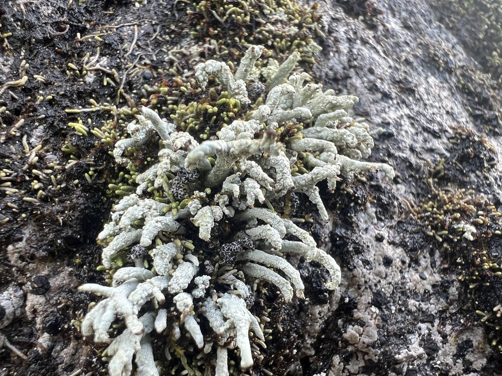 headless matchstick lichen