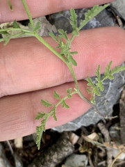 Descurainia californica