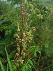 Lobelia salicina