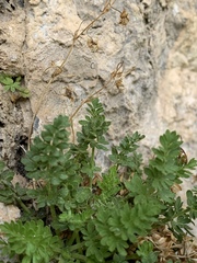 Ivesia jaegeri