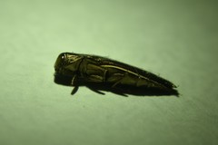 Agrilus macer