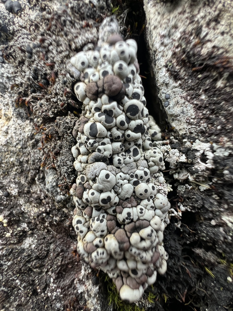 Amygdalaria subdissentiens