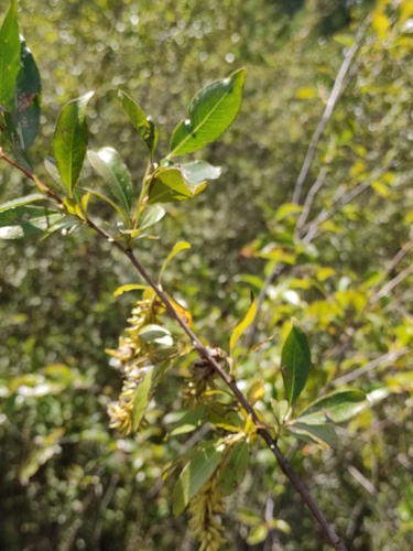 Image of Salix pseudopentandra by (c) Юлия, some rights reserved (CC BY)