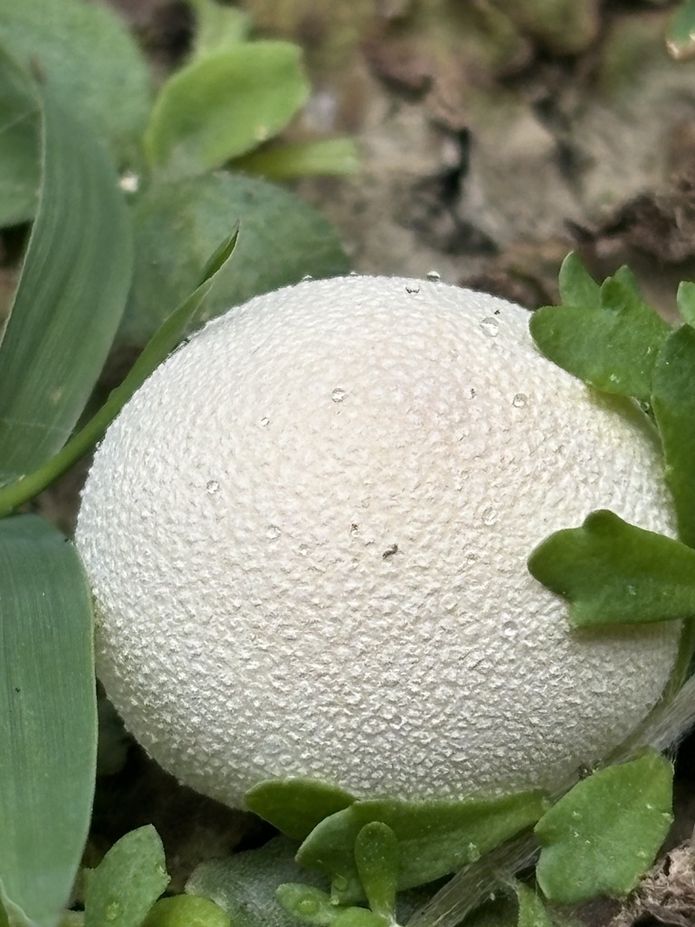 Lycoperdon dermoxanthum